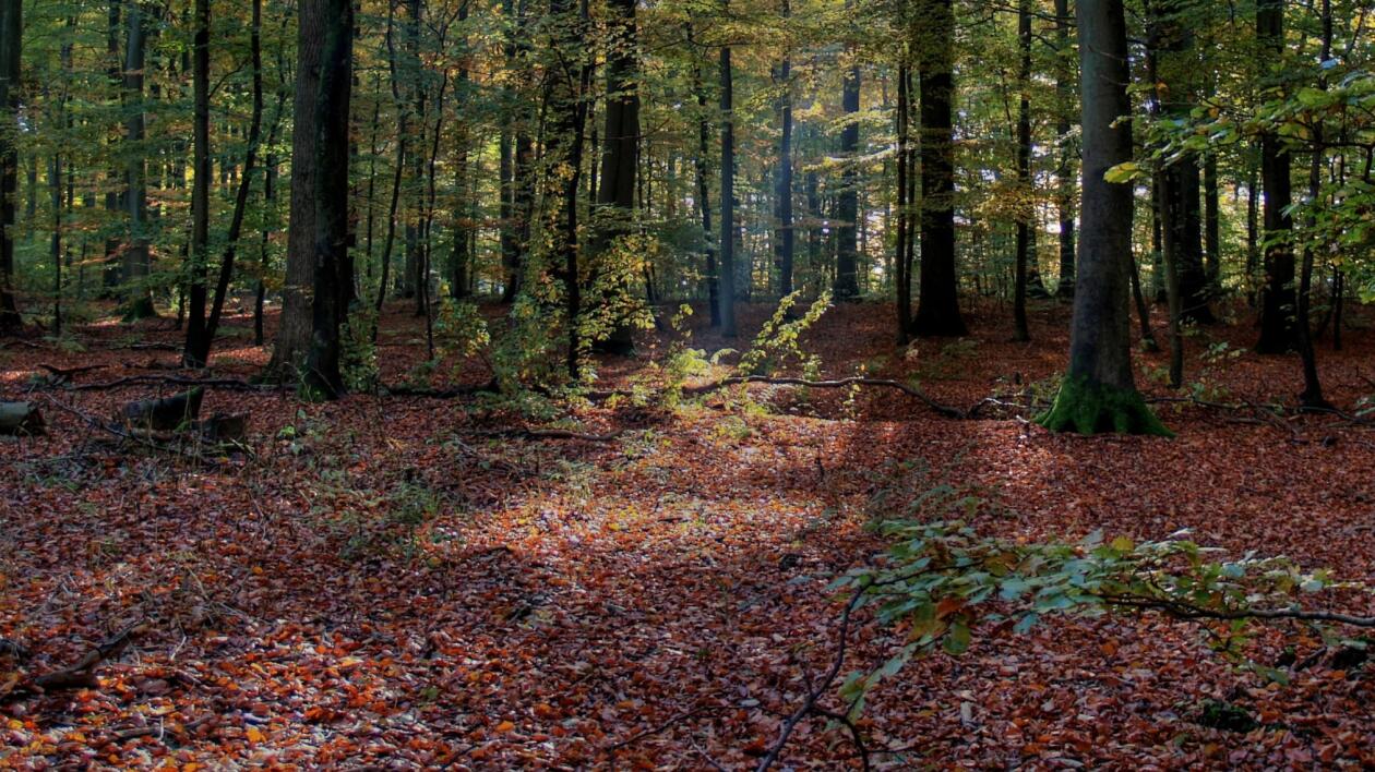 Rząd przygotował bat na nielegalnych handlarzy drewnem. Kary do 200 tys. zł